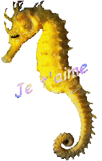 Gif animé je t'aime cheval de mer